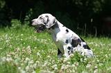 DOGUE ALLEMAND 416